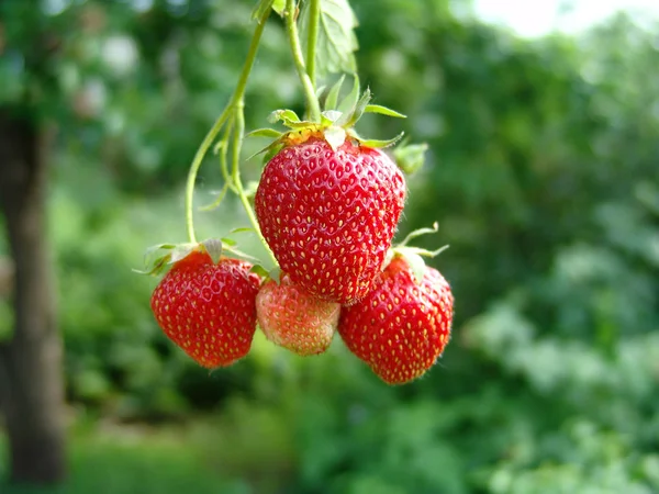 stock image Strawberry