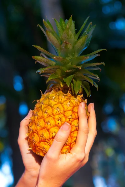 ananas tropikal arka planda