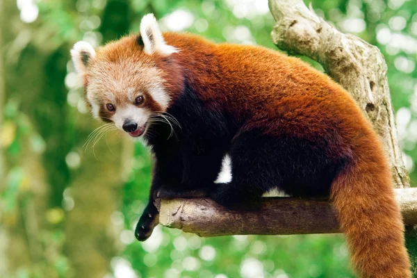 stock image Red panda