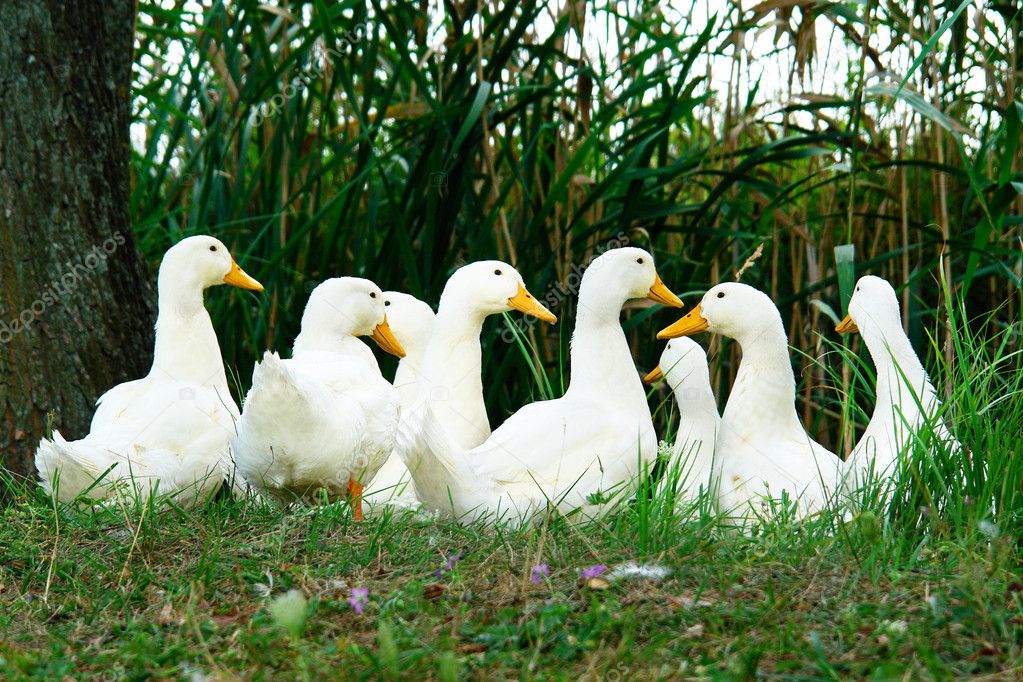 Gooses