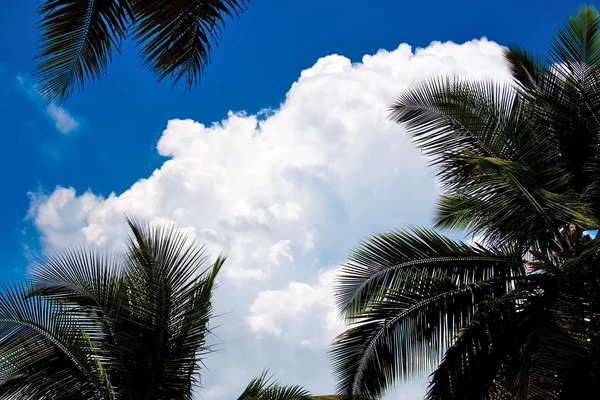 Trópusi égbolt — Stock Fotó