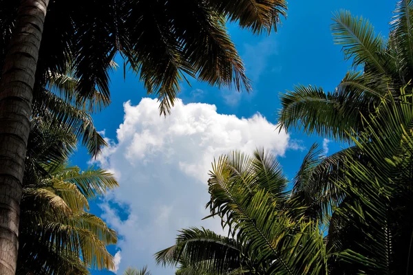 stock image Tropical sky