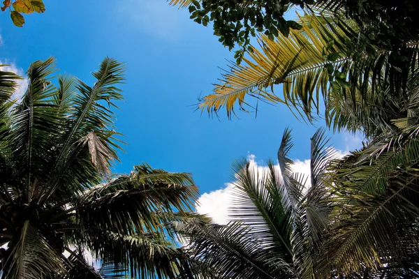 Tropik sky — Stok fotoğraf