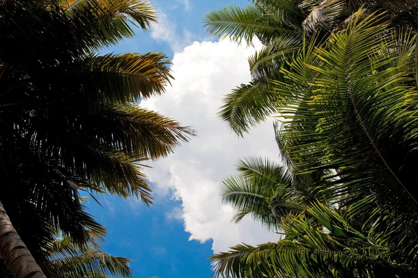 Tropical sky — Stock Photo, Image