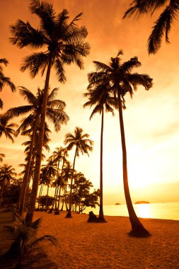 Coconut palms on sand beach in tropic on clipart