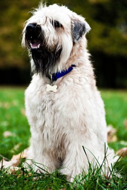 Funny irish soft coated wheaten terrier clipart