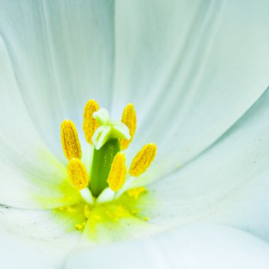 Close-up of white beautyful tulip clipart