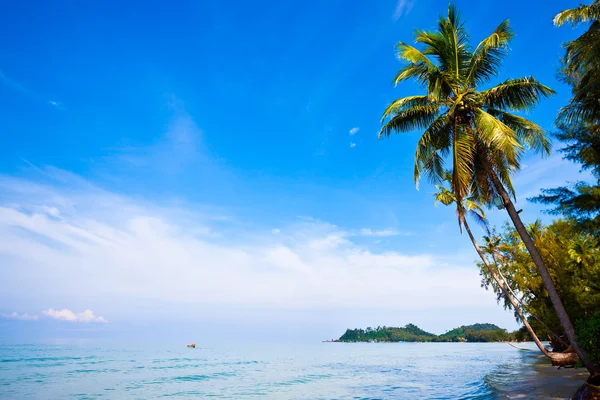 Coconut palms on tropic coast — Stock Photo, Image