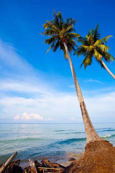 Coconut palms on tropic bank — Stock Photo, Image