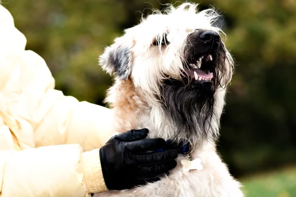 Funny irlandés suave recubierto Wheaten Terrier —  Fotos de Stock