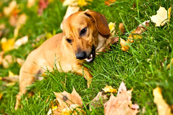 Divertido cachorro dachshund yacía en la hierba verde —  Fotos de Stock
