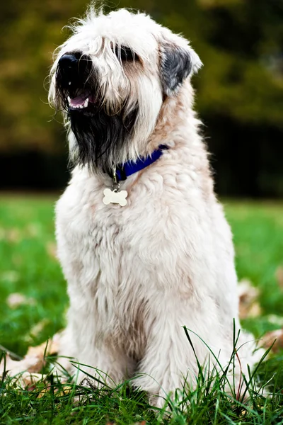 Roliga irish soft coated wheaten terrier — Stockfoto