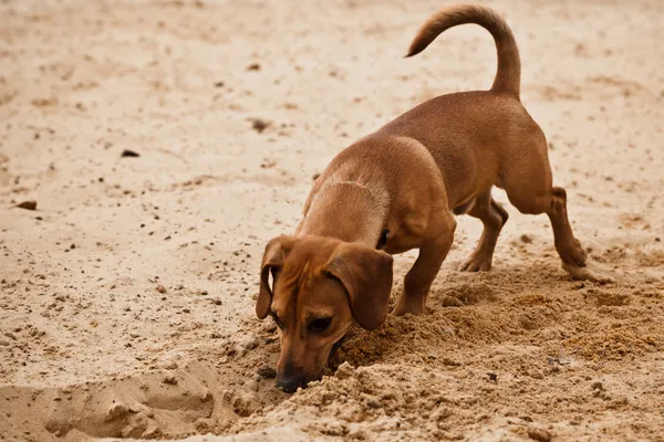 Funny dachshund puppy is digging hole on — Stock Photo, Image
