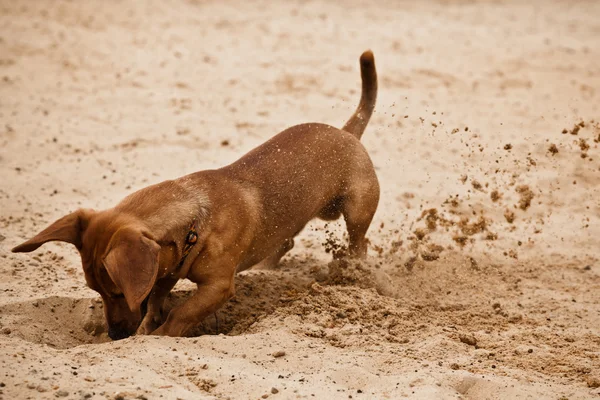 Dachshund cachorro está cavando agujero en la playa —  Fotos de Stock