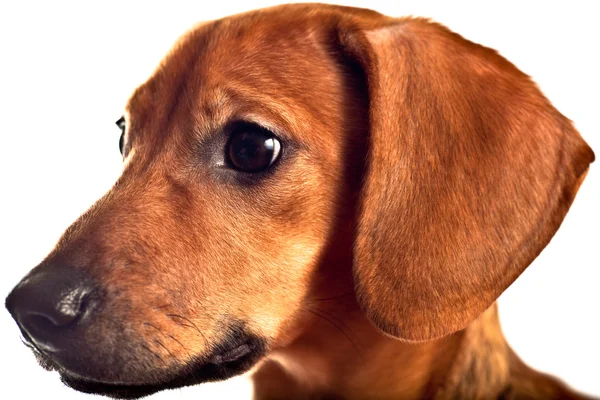 Cachorro dachshund isolado em branco — Fotografia de Stock