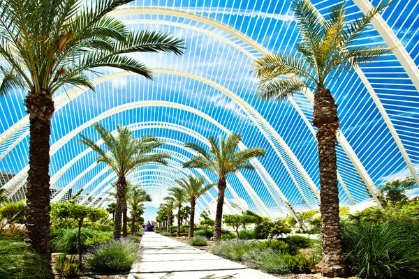 Mooie parkway met palmen en struiken — Stockfoto