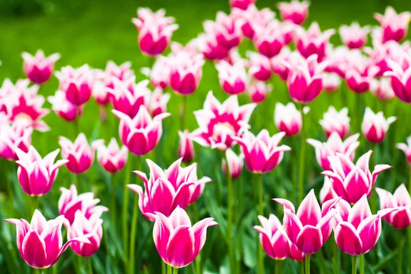 Nádherný purpur tulipány proti zelené gr — Stock fotografie