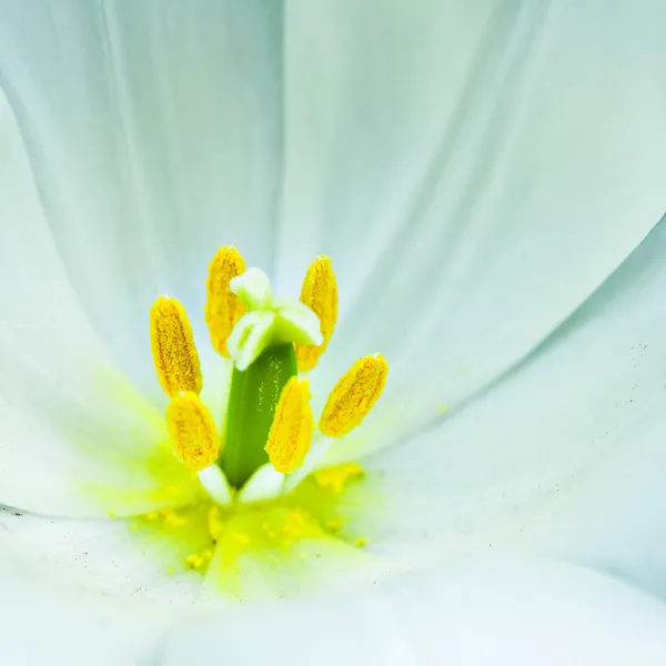 白い美しいチューリップのクローズ アップ — ストック写真