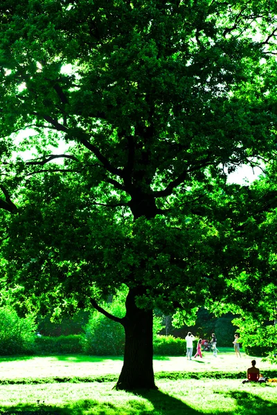 大きな緑の木と playin を表示します。 — ストック写真