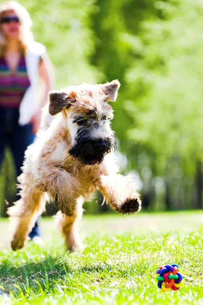 Löpande hund fånga bollen — Stockfoto