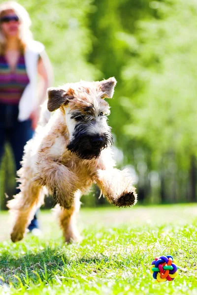 Running dog vangst bal Stockfoto