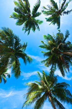 Coconut palm heads on blue sky clipart