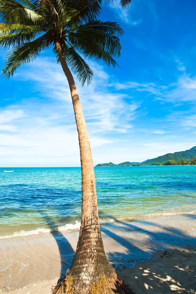 Kokospalm på sandstrand i tropic — Stockfoto