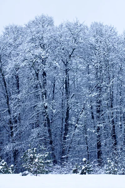 Paisaje de invierno con árboles —  Fotos de Stock