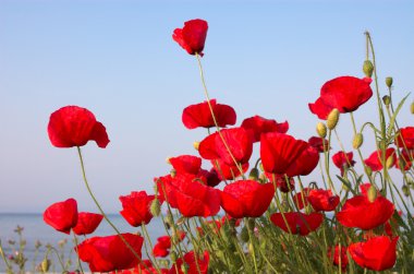 Poppies deniz ve gökyüzü