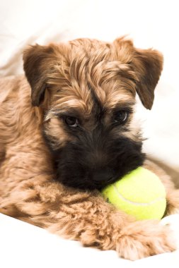 Small brown puppy clipart