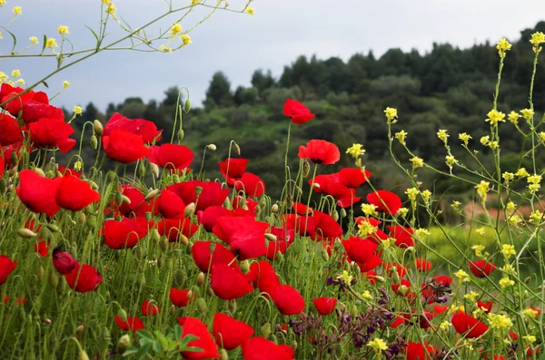 Rote Mohnblumen und gelbe Blumen — Stockfoto
