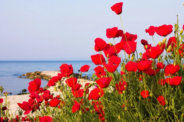 Poppies on the beach — Stock Photo, Image
