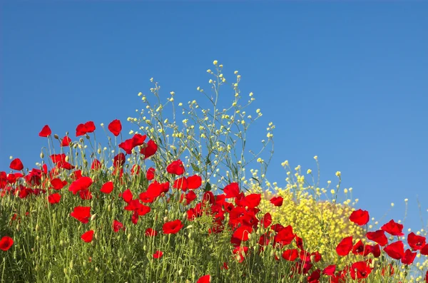 Poppies and sky 4 — Stock Photo, Image
