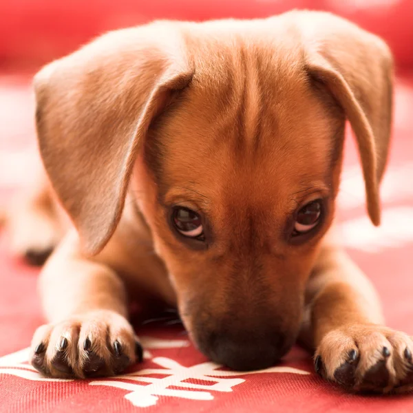 Anjing Dachshund — Stok Foto