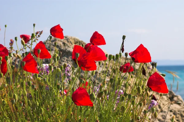 Red poppies and stone near the sea — Stock Photo, Image