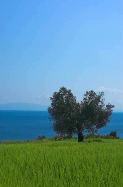 Albero solitario sul campo — Foto Stock