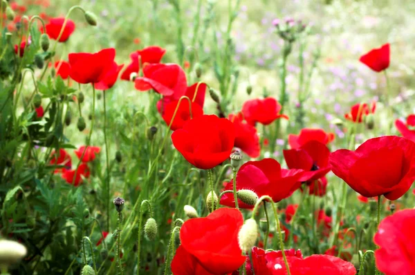 Rote Mohnblumen und Gras — Stockfoto