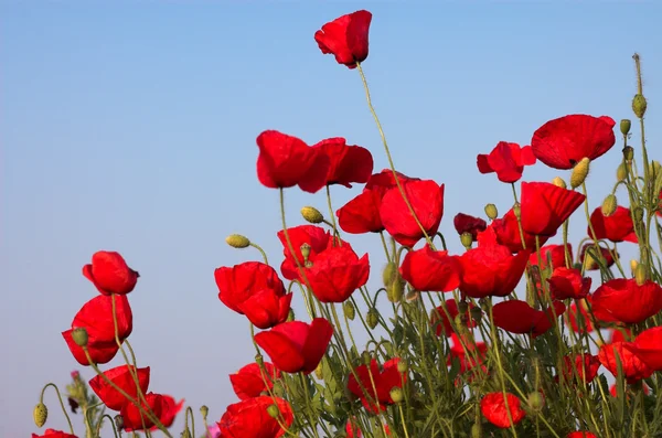 Poppies on the evening sky — Stock Photo, Image