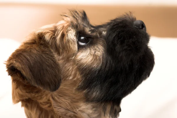 小さな茶色の子犬 — ストック写真