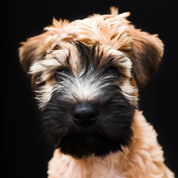 Irish soft coated wheaten terrier — Stock Photo, Image