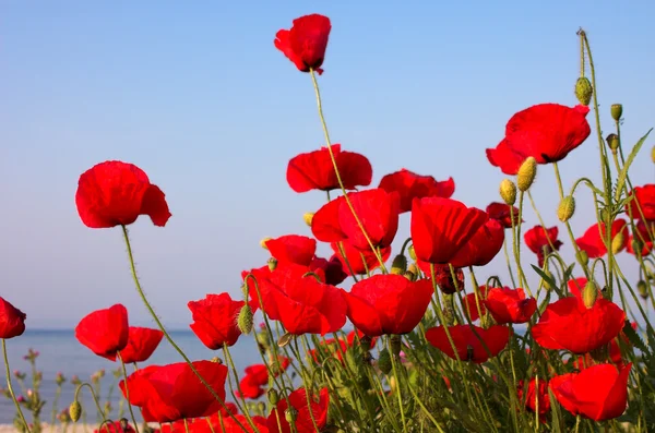 Red poppies and blue sky and sea — Stock Photo, Image