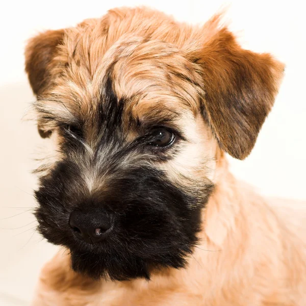 Pequeno cachorro marrom — Fotografia de Stock