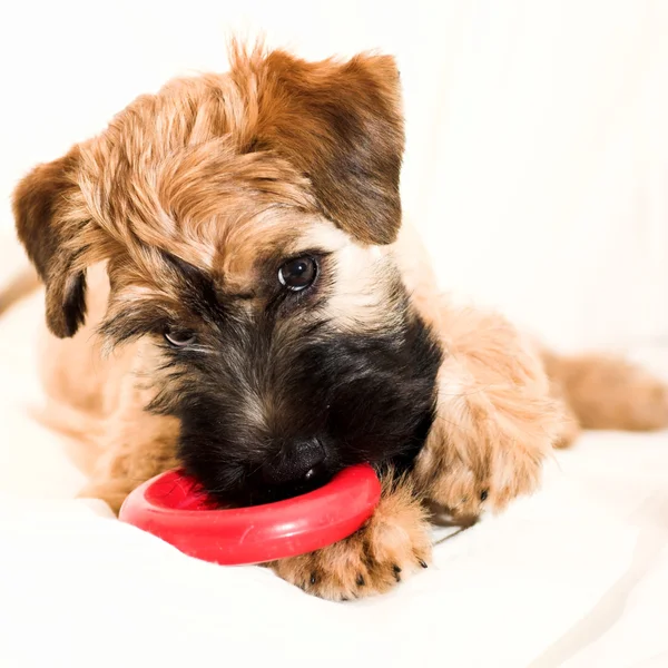 Small brown puppy with toy — Stock Photo, Image
