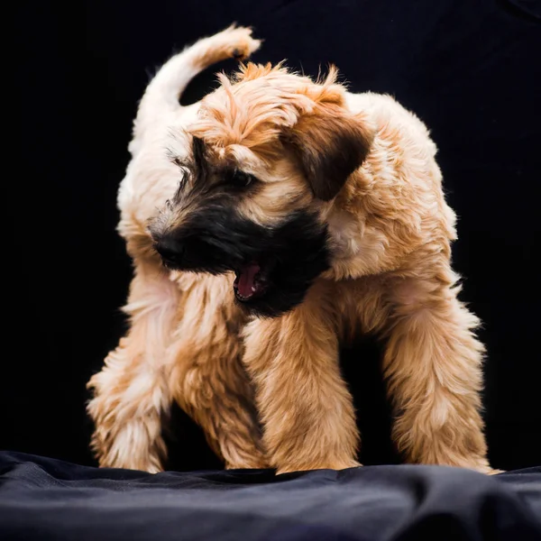 Irish soft coated wheaten terrier — Stok Foto