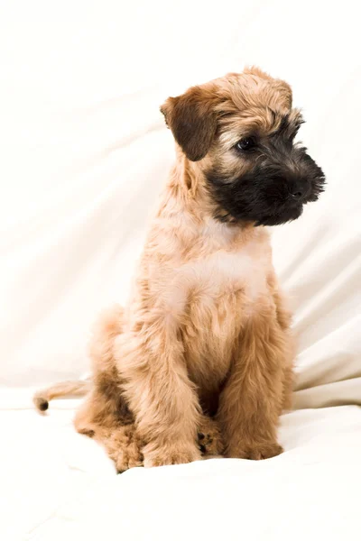 Pequeno cachorro marrom — Fotografia de Stock