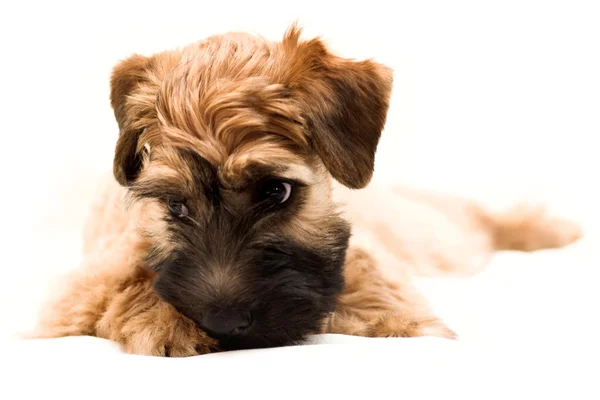 Маленький коричневый щенок — стоковое фото