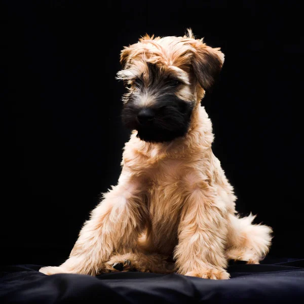 Irish soft coated wheaten terrier — Stok Foto
