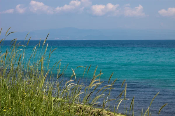 Hierba alta y paisaje marino — Foto de Stock