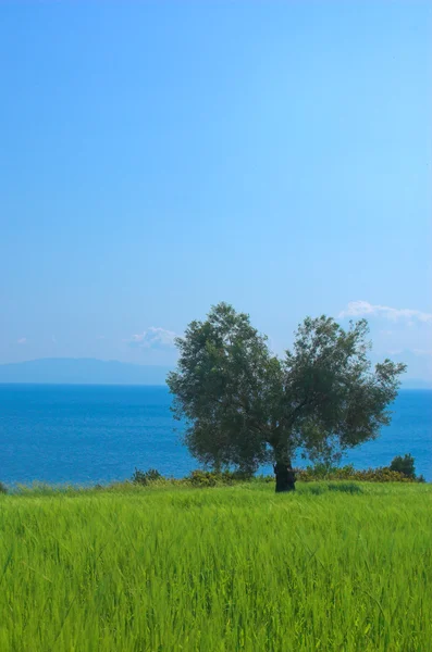 Tarlada zeytin ağacı — Stok fotoğraf