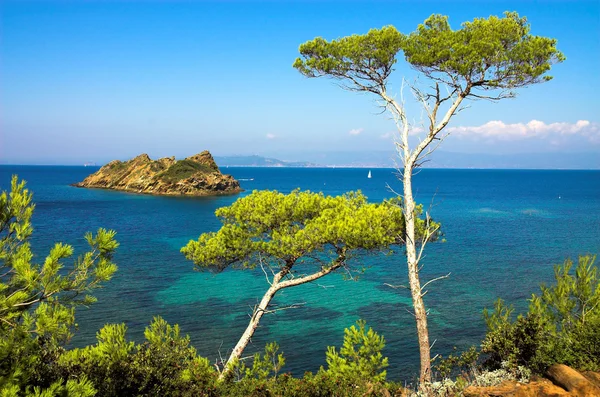 Landscape with pines on the island — Stock Photo, Image